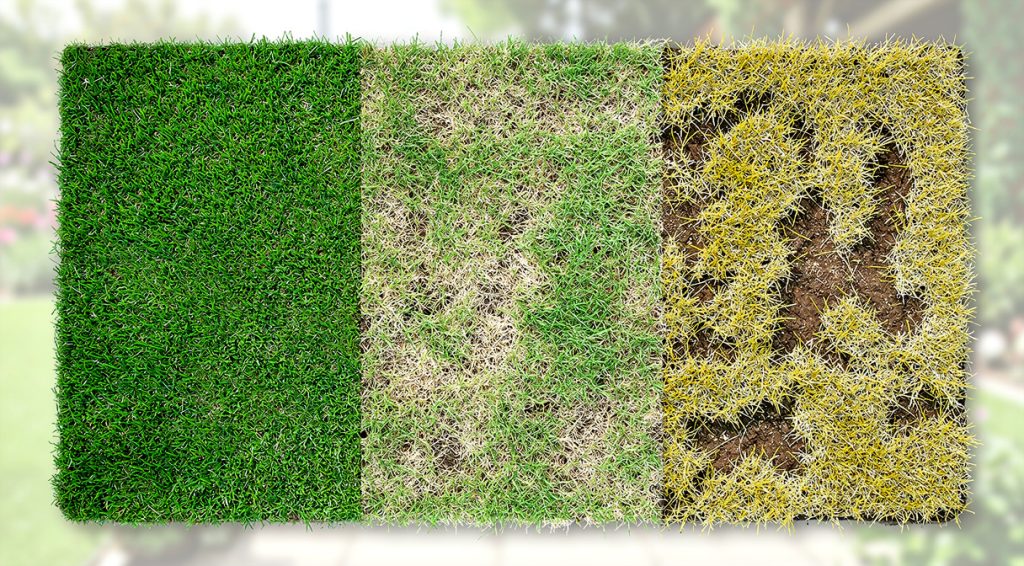 Herbe qui jaunit : causes, solutions et conseils pour reverdir votre pelouse