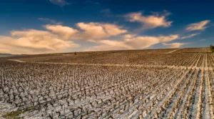 Agriculture dans l&rsquo;Yonne : viticulture et coopératives, piliers d&rsquo;une économie rurale