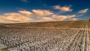 Agriculture dans l'Yonne : viticulture et coopératives, piliers d'une économie rurale