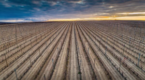 Aude : l&rsquo;arrachage massif de vignes menace 3 000 emplois et la filière viticole