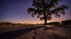 Boisset-et-Gaujac : une motarde perd la vie sur la D106 après avoir percuté un arbre