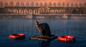 Bordeaux : un chevreuil sauvé de la noyade dans la Garonne aux Quinconces