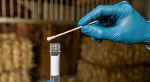 Calvados : premier cas d’infection respiratoire à HVE4 chez un cheval en 2026