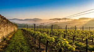 Cave de Gan-Jurançon : plus de 200 visiteurs pour les journées viticulture durable