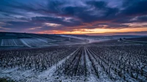 Chablis : les viticulteurs accélèrent leur virage vers le bio