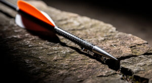 Chat errant transpercé par une flèche en Haute-Saône : l&rsquo;association Pil’Poil Moustaches dénonce un acte de cruauté