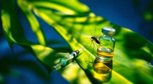 Chikungunya à Kourou : campagne de vaccination lancée face à la réémergence du virus