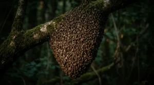 Cinq piqués par un essaim d&rsquo;abeilles à Veyre-Monton, trois hospitalisés