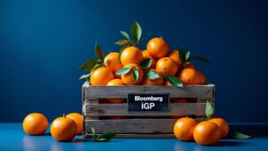 Clémentines d'Aléria : 36 500 tonnes récoltées, les exportations bondissent de 15%