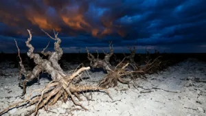 Cognac : la filière lance son plan de relance après une chute historique
