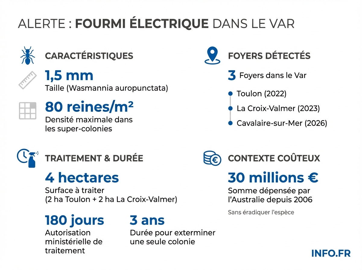 Progression de la fourmi électrique dans le Var : trois foyers détectés entre 2022 et 2026, chiffres clés de la lutte et de la menace pour la biodiversité.