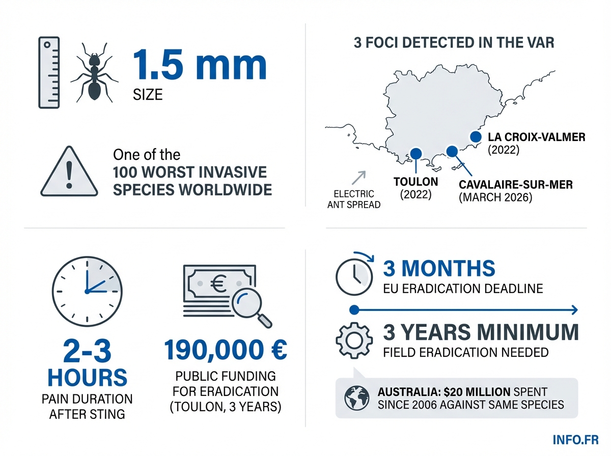 Progression de la fourmi électrique Wasmannia auropunctata dans le Var : trois foyers détectés entre 2022 et 2026, chiffres clés de l'éradication et coûts associés.