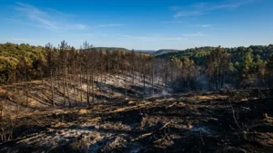 Feu de forêt à Mazaugues : 8 000 m² brûlés, le sinistre circonscrit le même jour