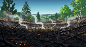 Feu de végétation à Sturzelbronn : un hectare brûlé près de la route du Hartzhoffen