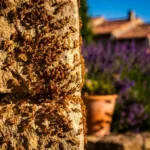 Fourmi électrique : un troisième foyer dans le Var alarme les scientifiques