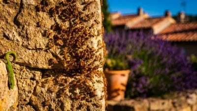 Fourmi électrique : un troisième foyer dans le Var alarme les scientifiques