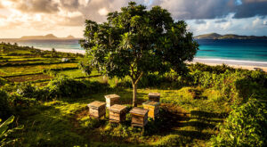 Guadeloupe : le préfet rencontre les apiculteurs de Marie-Galante et célèbre leurs médailles