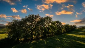 Hasparren : le bio face au climat, les fermiers cherchent des solutions