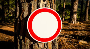 Haute-Corse : le préfet alerte sur les risques d'incendies avec la chaleur