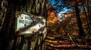 Haute-Loire : le préfet réaffirme le rôle des chasseurs dans la régulation du gibier