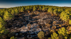 Incendie à Figanières : deux hectares ravagés dans le quartier La Garduère
