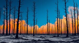 Incendie à La Breille-les-Pins : 100 hectares brûlés, 200 pompiers mobilisés