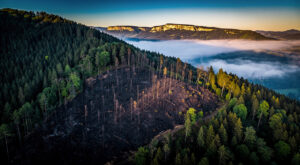 Incendie à Sickert : 100 pompiers mobilisés pour 5 hectares de végétation