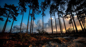 Incendie en forêt d&rsquo;Ermenonville : 80 pompiers mobilisés, 6 hectares ravagés