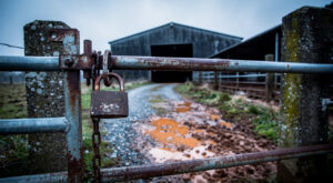 Kergrist : enquête ouverte après une vidéo L214 sur des sévices dans un élevage porcin