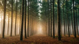 Landes : des subventions pour moderniser les exploitations forestières de Mimizan