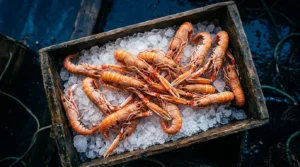 Langoustine : les pêcheurs de Concarneau soufflent après une hausse de 54 % des quotas