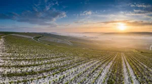 Le Printemps des Champagnes donne voix aux vignerons sézannais à Reims