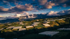 Le Tampon mise sur les serres hydroponiques pour s'adapter au climat