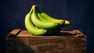 Les Abymes : un parc agro-industriel de 15 millions d'euros pour relancer la banane guadeloupéenne