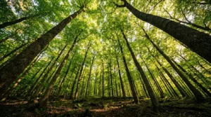 Les Naturiales reviennent à Fontainebleau les 23 et 24 mai