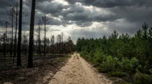 Lesparre-Médoc : le reboisement post-incendies avance, pin par pin