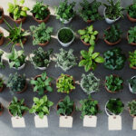 Lille : une grande vente de plantes dès 0,99 € au 188 ce week-end