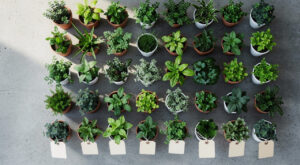 Lille : une grande vente de plantes dès 0,99 € au 188 ce week-end