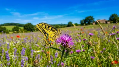 Magné : une sortie nature pour observer les papillons de jour
