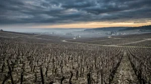 Marne : la baisse démographique fragilise les vendanges et l&rsquo;agriculture