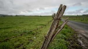 Mauriac : un mouton égaré bloque la route, les gendarmes interviennent