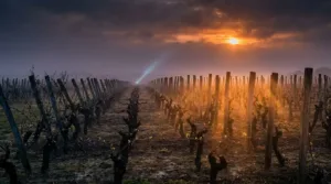 Médoc : un randonneur de 43 ans porté disparu dans les vignes autour de Lesparre