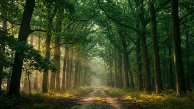 Meudon : la 34e Foulée Meudonnaise attendait 3000 coureurs