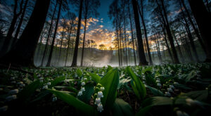 Muguet du 1er mai : la préfecture de Savoie rappelle les règles en forêt