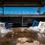 Opération Kingia à Mamoudzou : 192 kg de poissons saisis, un interpellé pour stupéfiants