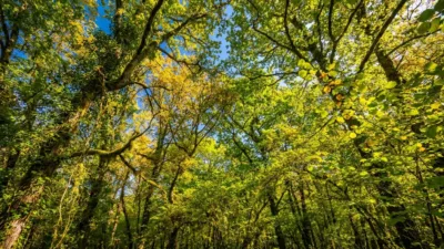 Périgny célèbre les arbres avec les Semaines de l'Arbre et du Paysage
