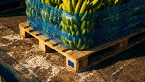 Pointe-Noire : le port s'agrandit pour muscler les exportations de fruits