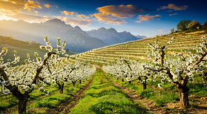 Poire Sarteau : la floraison printanière booste l&rsquo;économie des Alpes-de-Haute-Provence