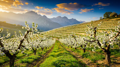 Poire Sarteau : la floraison printanière booste l'économie des Alpes-de-Haute-Provence