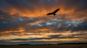 Première historique dans l&rsquo;Aisne : un aigle royal juvénile aperçu près de Viels-Maisons